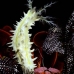 cucumber_sea_ph_hsb_r_v_0026_kom1943.jpg